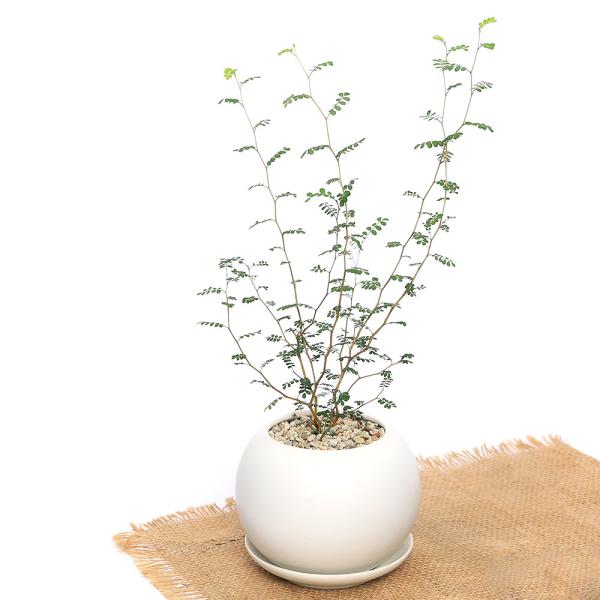 （観葉植物）メルヘンの木　マットボールＭ植え（１鉢）　受皿付　軽石砂　鉢植え　おしゃれ　室内　プレゼ...