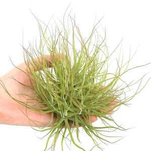 チランジア パチャラロージーチャーム GKZ植物事典・フラグミペディウム ロージー・チャー