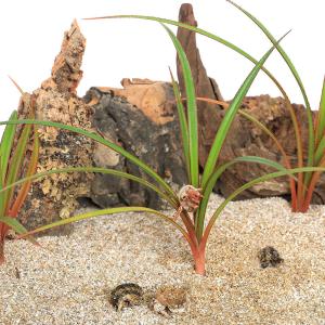 (観葉植物)ペットリーフ タコノキ 苗 3〜4号...の商品画像