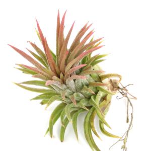 チャーム（charm） （観葉植物）エアープランツ チランジア イオナンタ