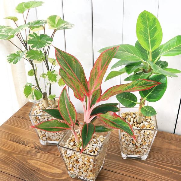 （観葉植物）品種おまかせハイドロカルチャー　９φサイズ　ゼオライト植え（１個）　鉢植え　おしゃれ　室...