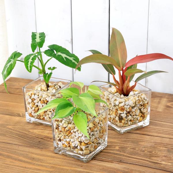 （観葉植物）品種おまかせハイドロカルチャー　６φサイズ　ゼオライト植え（１個）　鉢植え　おしゃれ　室...