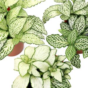 (観葉植物)フィットニア ホワイト 2号(1鉢...の詳細画像2
