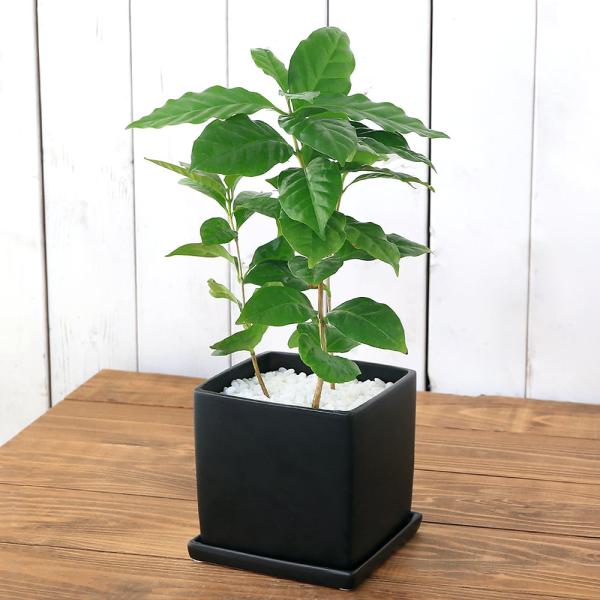 （観葉植物）コーヒーの木　陶器鉢植え　マットブラック塗装鉢（１鉢）受け皿付　白砂利　陶器　おしゃれ　...