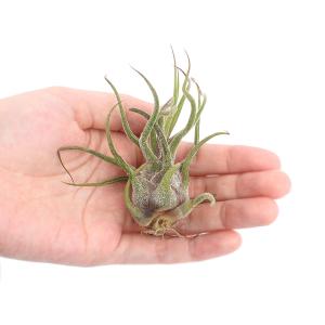 チャーム（charm） （観葉植物）エアープランツ チランジア ジュンシ