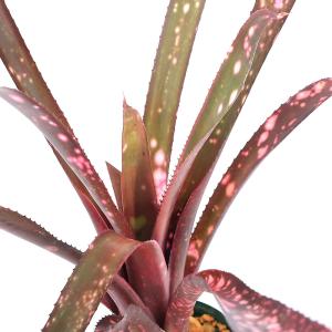 観葉植物）品種おまかせ タンクブロメリア 子株（1株） : チャーム