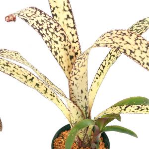 現品) ビルベルギア 'アリベラ' (No.62335) (観葉植物 おしゃれ 壁掛け