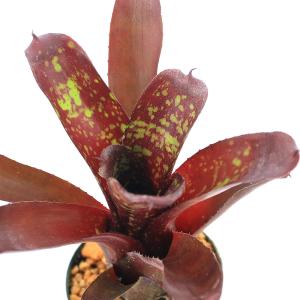 コーデックス：メキシコ亀甲竜 ディオスコレア マクロスタチア*塊幅