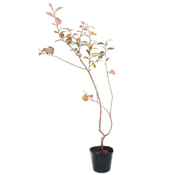（観葉植物）果樹苗　ブルーベリー　フェスティバル　ラビットアイ系　５号（１ポット）　家庭菜園　果物　...