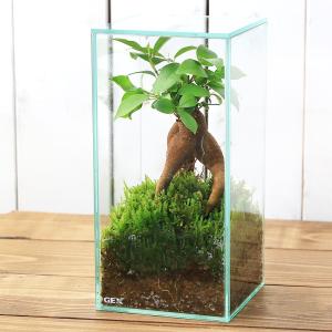 （観葉植物）苔テラリウム　ガジュマル　ガラス水槽Ｓサイズ　蓋付（１個）　北海道冬季不可