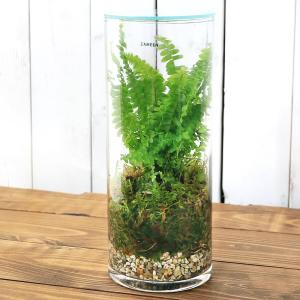 チャーム（charm） （観葉植物）苔テラリウム コウヤノマンネングサ