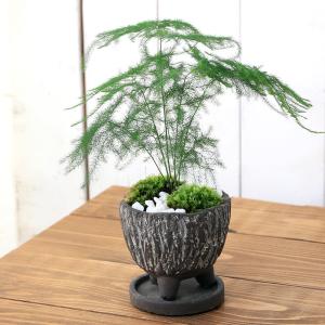 （観葉植物）アスパラ　和風陶器鉢植え　鉢色おまかせ（１鉢）　受皿付　山苔　白石　鉢植え　おしゃれ　室内　プレゼント｜chanet