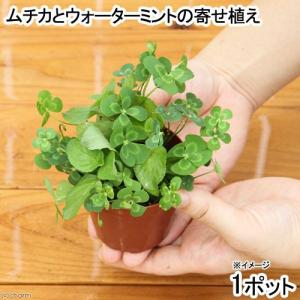 （ビオトープ）水辺植物　メダカの鉢にも入れられる水辺植物　ムチカとウォーターミントの寄せ植え（１ポット）（ミント挿したて）｜チャーム charm ヤフー店