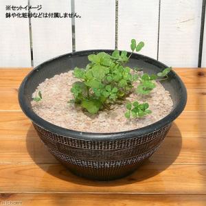 (ビオトープ)水生植物 メダカの鉢にも入れられ...の詳細画像1