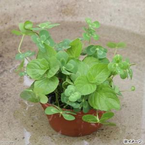 (ビオトープ)水生植物 メダカの鉢にも入れられ...の詳細画像2