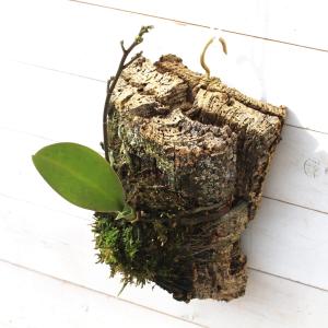（観葉植物）一点物　バージンコルクプランツ　マイクロ胡蝶蘭（３４６９００）（１個）｜chanet