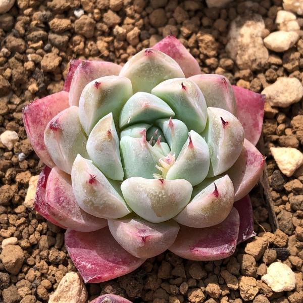 （観葉植物）カット苗　韓国苗　エケベリア　アルバビューティ（１株）　発根管理中