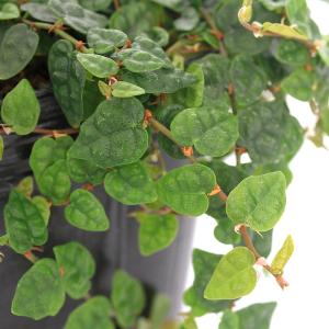 (観葉植物)フィカス プミラ ミニマ 2.5〜...の詳細画像1