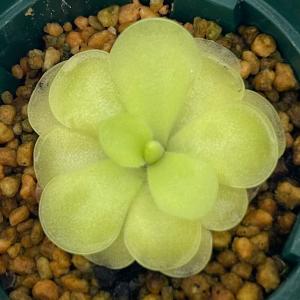 巨大食虫植物ムシトリスミレ　ギガンティア 大株鉢サイズ18センチ鉢ごとお譲りです 食虫植物）ムシトリスミレ ピンギキュラ ギガンティア×シクロセクタ 2
