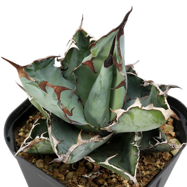 （多肉植物）アガベ　チタノタ　ブラック＆ブルー　２．５〜３号（１鉢）