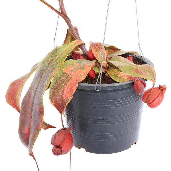 （食虫植物）ウツボカズラ　ネペンテス　バイキング×アンプラリア　ブラック　吊り鉢　５〜６号（１鉢）