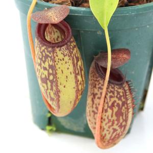 食虫植物）一点物 ウツボカズラ ネペンテス ヒューレリアナ×エドワード
