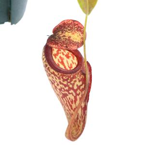 2*5様 ウツボカズラ　ネペンテス　N.ビーチバリオ　食虫植物 食虫植物）一点物 ウツボカズラ ネペンテス ビーチ・バリオ H／L