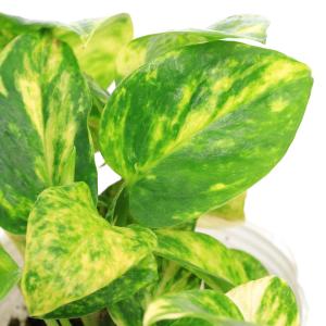 (観葉植物)ポトス テルノ系 品種おまかせ 3...の詳細画像1