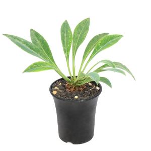 多肉植物：アガベ ユタエンシス カイバベンシス錦*幅13cm 現品！一品