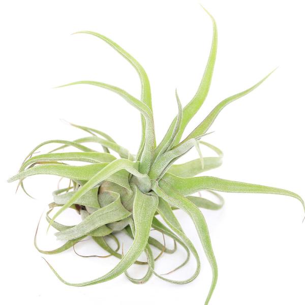 （観葉植物）エアープランツ　チランジア　ストレプトフィラ　レッドクローン