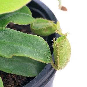 食虫植物）ウツボカズラ ネペンテス ビーチバリオ×ケメルラング
