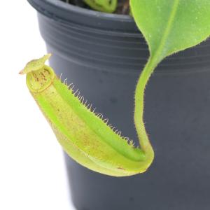 チャーム（charm） （食虫植物）ウツボカズラ ネペンテス アリスト