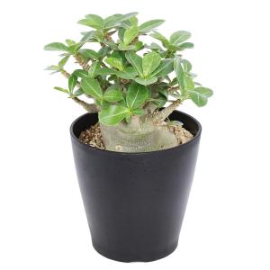 ドルステニア　フォエチダ　クリスタータ chanet_353391