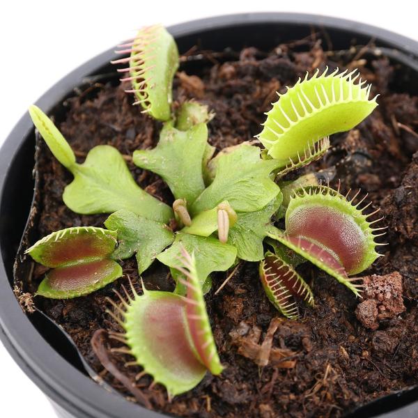 （食虫植物）ハエトリソウ　卸金　２．５〜３号（１ポット）（休眠状態）