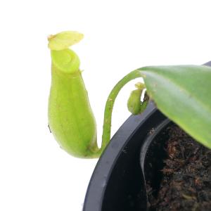 （食虫植物）ウツボカズラ　ネペンテス　ビカルカラタ　３号（１ポット）