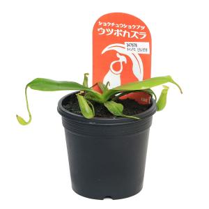 (食虫植物)ウツボカズラ ネペンテス ビカルカ...の詳細画像1