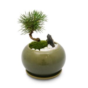 チャーム（charm） （盆栽）苔盆栽 品種おまかせナンテン 溶岩石鉢植え