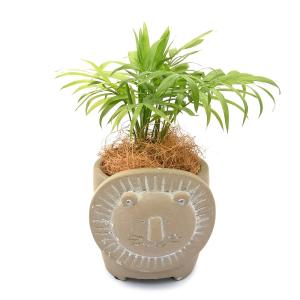 （観葉植物）テーブルヤシ　セメント鉢植え　リオンスフェールサークル　ブラウン（１鉢） ココヤシファイバー　鉢植え植物　インテリア　おしゃれ｜chanet