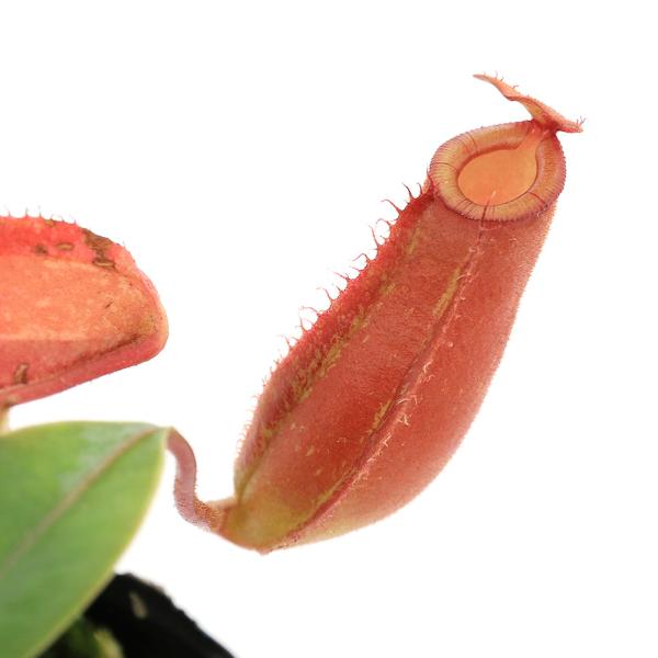 （食虫植物）ウツボカズラ　ネペンテス　レディラック　２．５〜３号（１ポット）