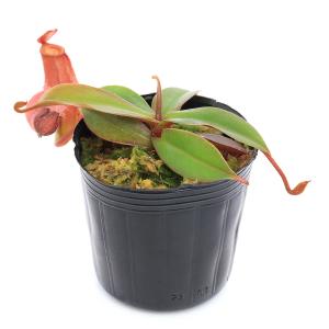 (食虫植物)ウツボカズラ ネペンテス レディラ...の詳細画像1