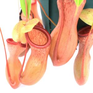 希少品種 観葉植物 食虫植物：ウツボカズラ ネペンテス ベントリコーサ