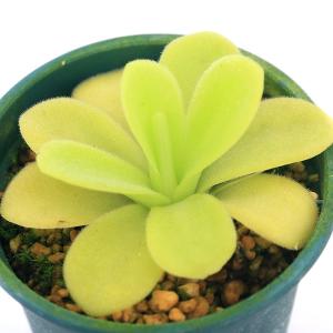 （食虫植物）ムシトリスミレ　ピンギキュラ　アグナタ　２号（１ポット）