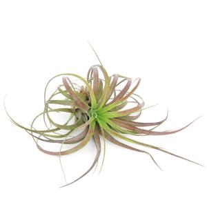 観葉植物：チランジア エアープランツ ドラティ 現品*ドゥラティ エア