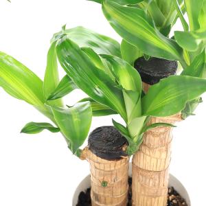 チャーム（ペット） （観葉植物）大型 インテリア ドラセナ