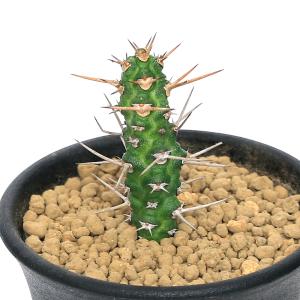 多肉植物）ユーフォルビア ラムローサ 2．5号（1鉢） : チャーム