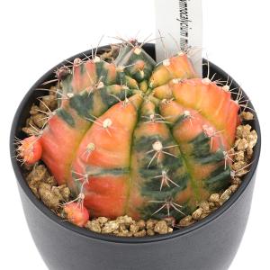 サボテン サボテン：ギムノカリキウム 牡丹玉 LB2178*幅3.5cm : 遊恵