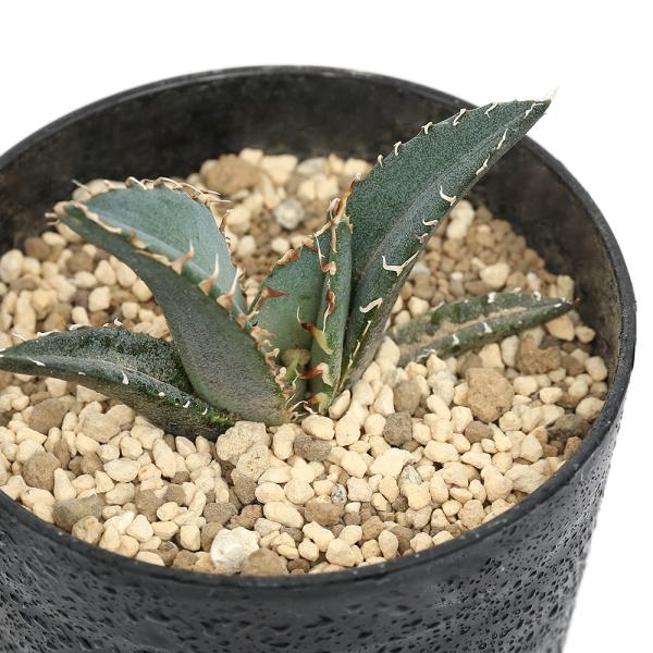 （多肉植物）アガベ　チタノタ　白鯨　３号（１鉢）