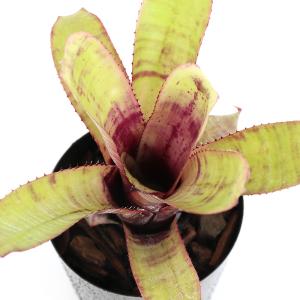 観葉植物）エクメア チャンティニー 'ブラックアイス' 5号（1鉢