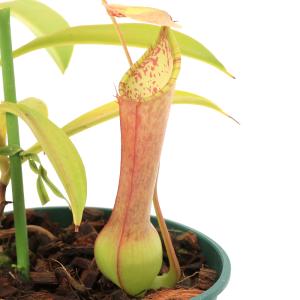 チャーム（charm） （食虫植物）ウツボカズラ ネペンテス ビーチ