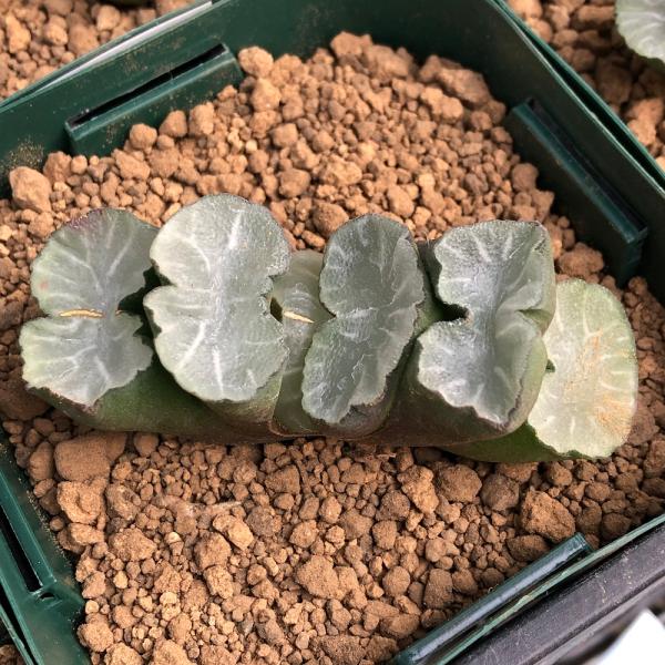 （多肉植物）韓国苗　ハオルチア　玉扇　トランカータ　白亜（１株）